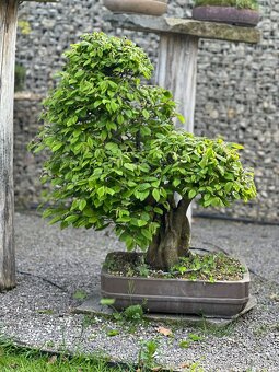 Bonsai Habr, Carpinus betulus - 2