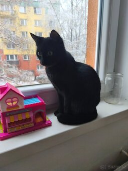 Daruji do dobrých rukou - 2