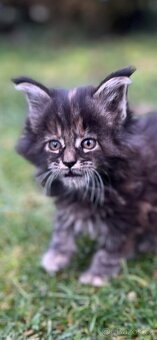 Mainská mývalí bez pp - 2