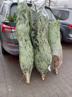 Vánoční stromky - 2