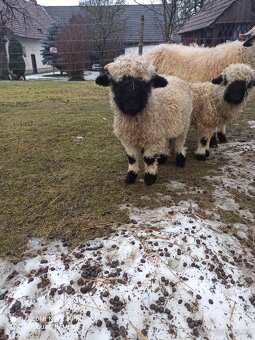 Walliserská černonosá ovce - beránek, walliser - 2