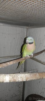 Samička Alexandr růžový vousatý - 2