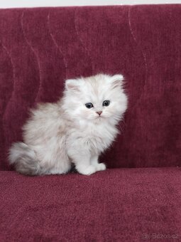 Perská koťátka - 2