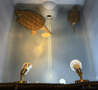 Prodám kajmanky supí - 2