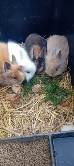 Zakrslý králíček - 2