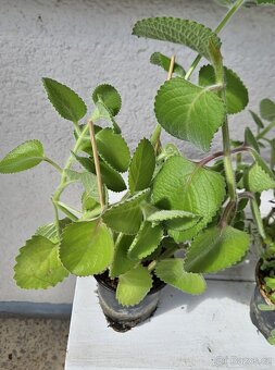 Rýmovníky & Chřipkovník & Migrénovník - 2