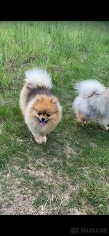 Pomeranian - 2