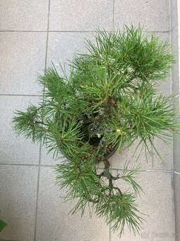 Bonsai, Bonsaj, borovice lesní - 2
