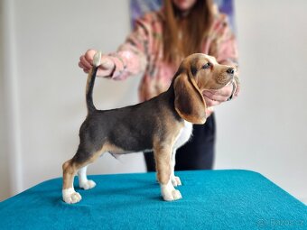BEAGLE - bigl, beautiful puppies ZKwP/ FCI - 2