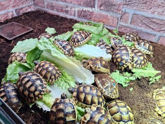 Suchozemská želva VROUBENÁ - Testudo Marginata - 2