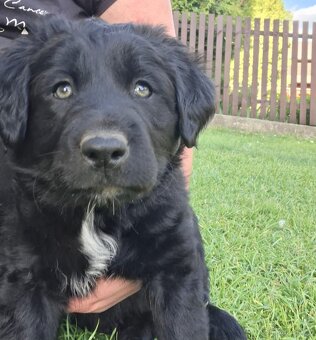 Prodám štěně, kříženec labradora a border kolie - 2