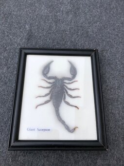 Veleštír ve skle entomologie hmyz štír škorpion - 2