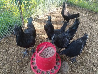 Kohouti Ayam Cemani - 2