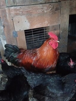Kohouti🐓 - 2