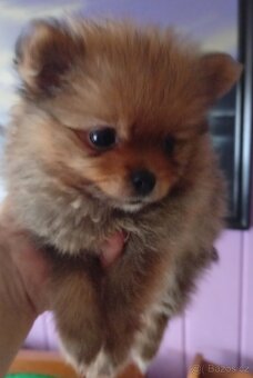Štěňátko pomeraniana mini - 2