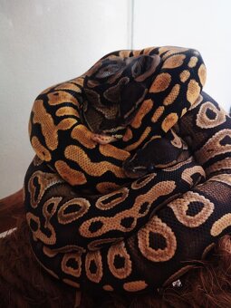 Krajta královská - 2