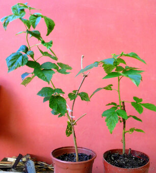 Maliník, zahradní velkoplodé maliny - sazenice - 2