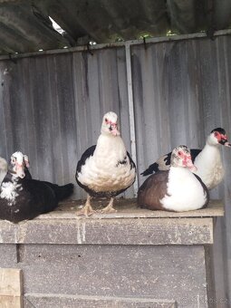 Živí pižmová kachna - 2