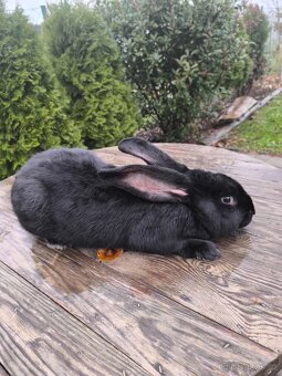 Belgický obr černý - 2