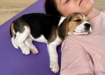 YogaPets - Jóga se štěňátky / štěňaty v Praze - 2