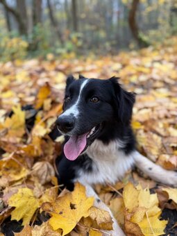 Australský ovčák s PP - 2