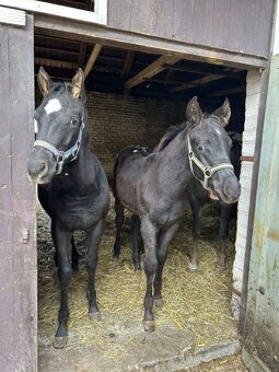 Hříbata Apaloosa - 2