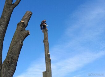 Kácení a ořezy stromů Hranicko - 2