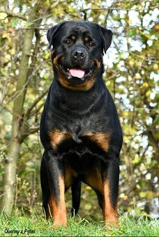 Rotvajler štěňata - 2