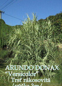 Prodám okrasné traviny - 2