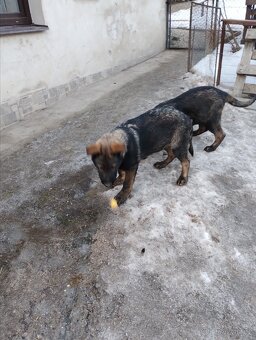 Německý ovčák - 2