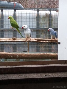 Alexandr malý HO - 2