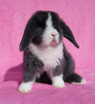 Zakrslý modrooký NHD beránek maličká samička s VP. - 2