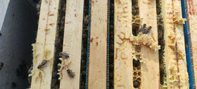 Včely - vyzimované včelstva - 2