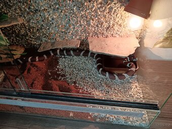 Lampropeltis California - 2