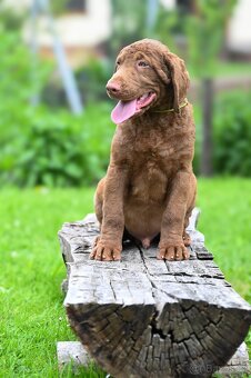 Hnědý retriever(jako hnědý labrador-chesapeake)sPP - 2