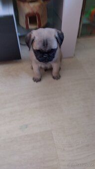 Mops - 2