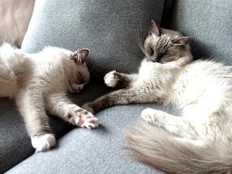 Ragdoll koťátka - 2