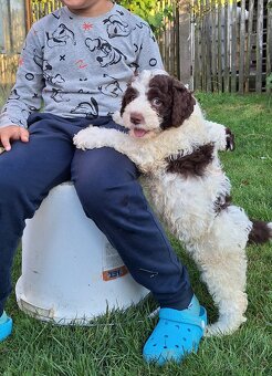 Lagotto romagnolo s PP (italský vodní pes) - 2
