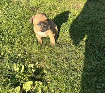 Francouzský buldoček - 2