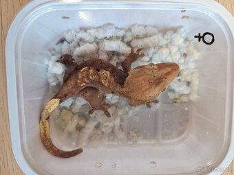 Pagekon řasnatý ( Rhacodaktylus Ciliatus) - 2