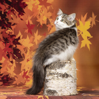 Sibiřská kočka,  kočička s PP - 2