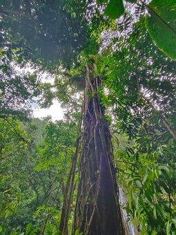 Farma Kostarika Golfito - 2