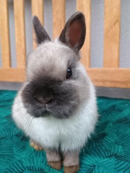 Zakrslý siamský žlutý MINI sameček - 2