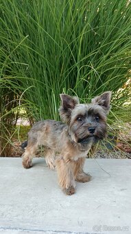 Nabízíme yorkšíra ke krytí - 2