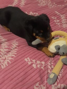 Nabízím rotvajler štěňátka - 2