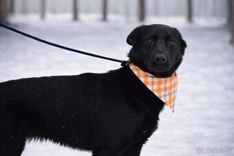 Zoie hleda domov - 2