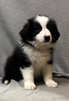 Border kolie s PP FENKA - 2