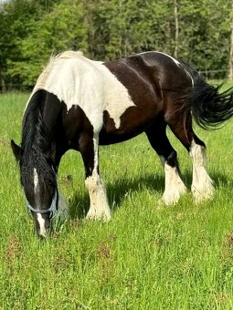 7 letý irský cob - 2