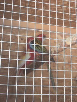 Rozela rubino a pestrá - 2