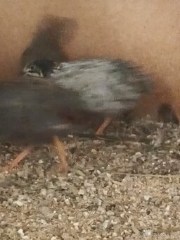 Křepelka činska - 2